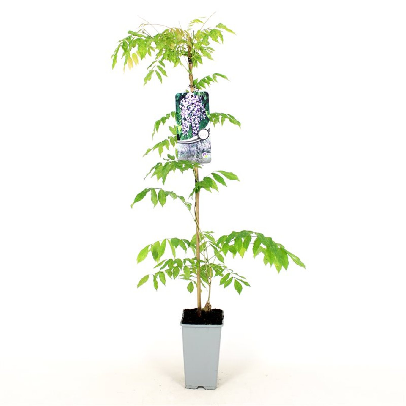 Wisteria flor. 'Domino' - C2 80-100 CM Stick